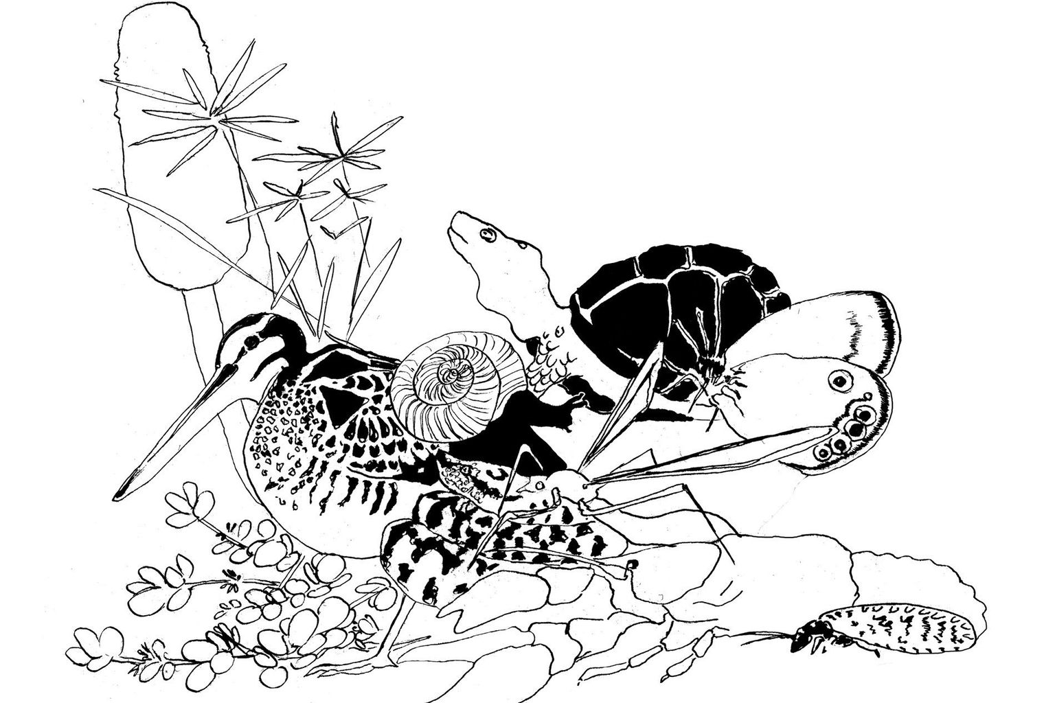 Illustration Biodiversität schwarzweiss Ausschnitt 1