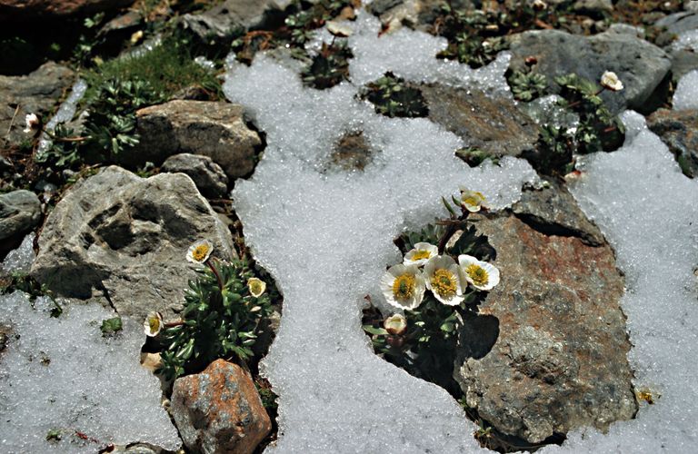 montagna ranuncolo glaciale fiori