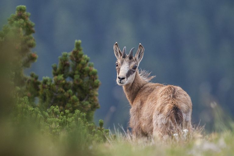 chamois yearling national parc