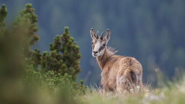 chamois yearling national parc