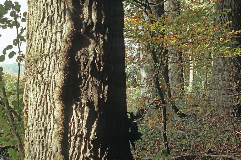 foglie tronco bosco