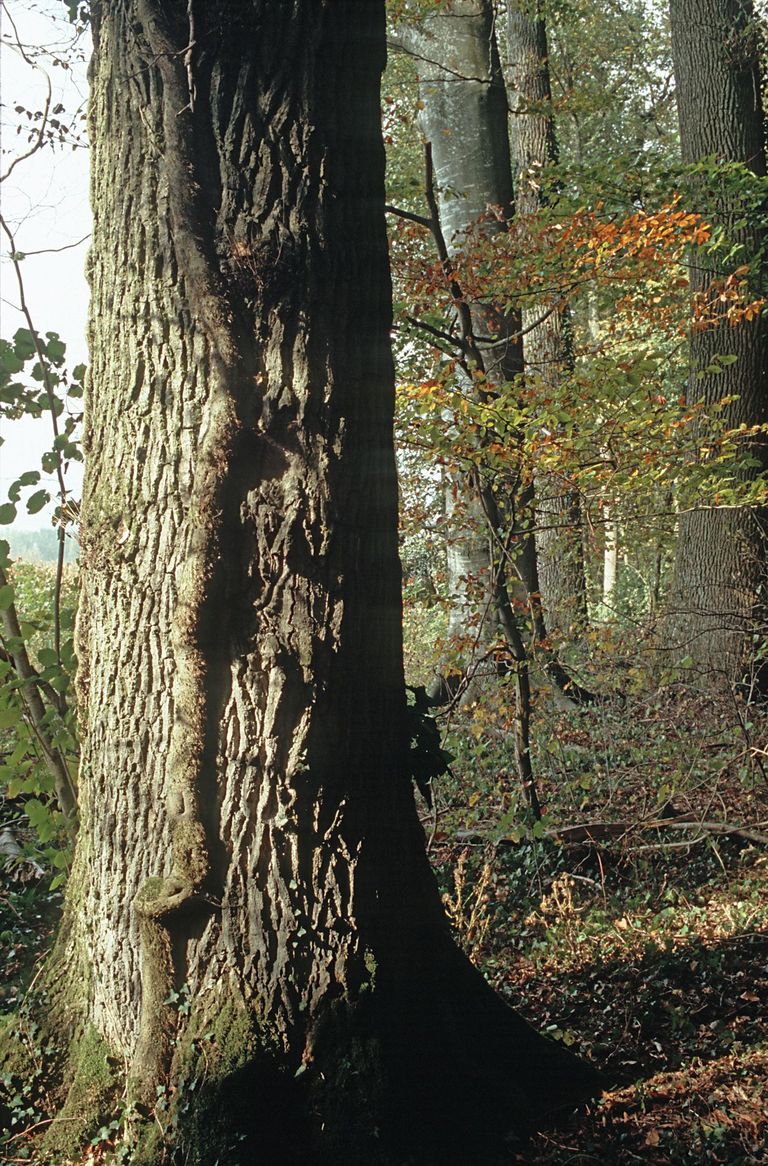 foglie tronco bosco