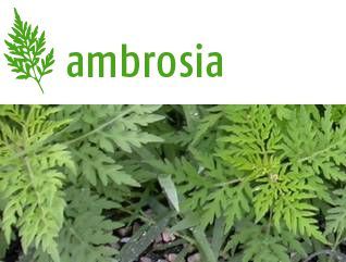 Site web: Ambrosia artemisiifolia, ambroisie à feuilles d’armoise, ou ambroisie