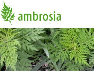Webseite zu Ambrosia: Ambrosia artemisiifolia, das Aufrechte Traubenkraut oder Ambrosia