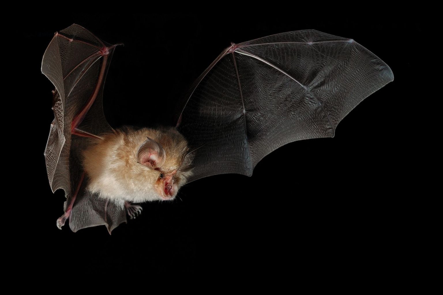 Come quasi nessun’altra specie di pipistrello, il Rinolofo minore evita le aree illuminate di notte. Un aumento dell’inquinamento luminoso nei pressi dei rifugi porta quasi inevitabilmente alla sua scomparsa.