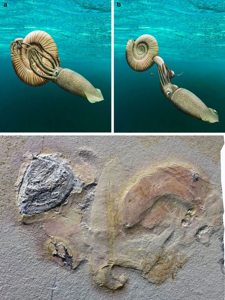 cephalopod fossils