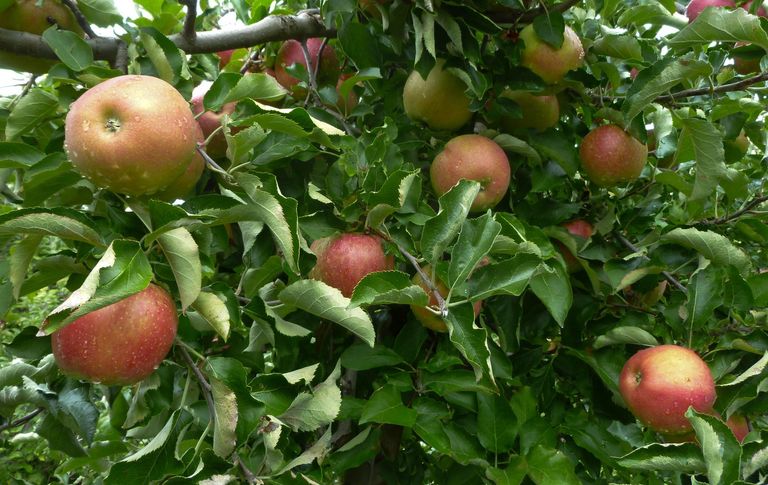 La variété de pomme populaire «Gala» devrait devenir résistante au feu bactérien et à la tavelure grâce aux avancées de la cisgenèse.