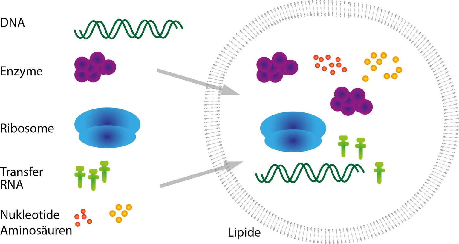 Protozellen: Aus nicht-lebendem Material, insbesondere DNA und Lipiden, sollen dereinst lebende Zellen im Labor hergestellt werden können.