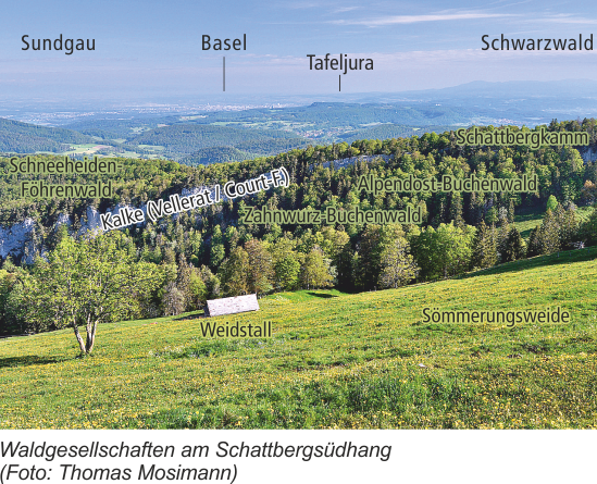 Waldgesellschaften am Schattbergsüdhang