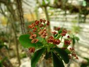 Euphorbia horombensis Roeoesli