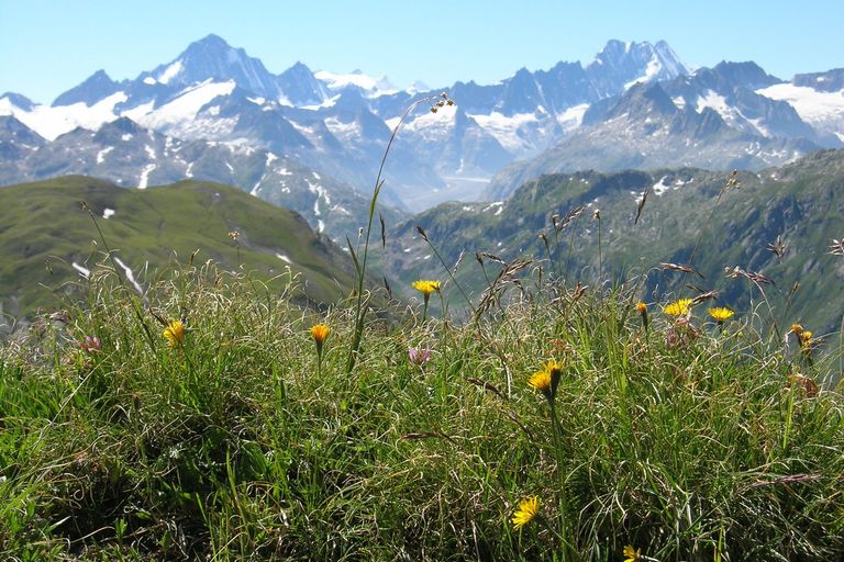 Alpine Biodiversity