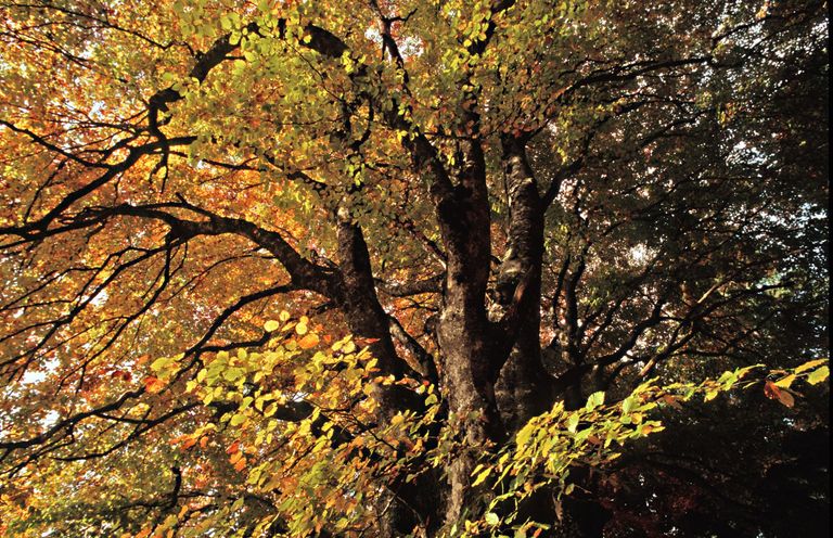 hêtre forêt arbre automne