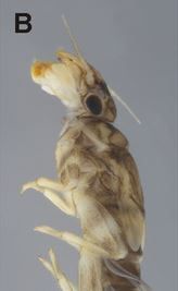 Fasciamirus petersorum