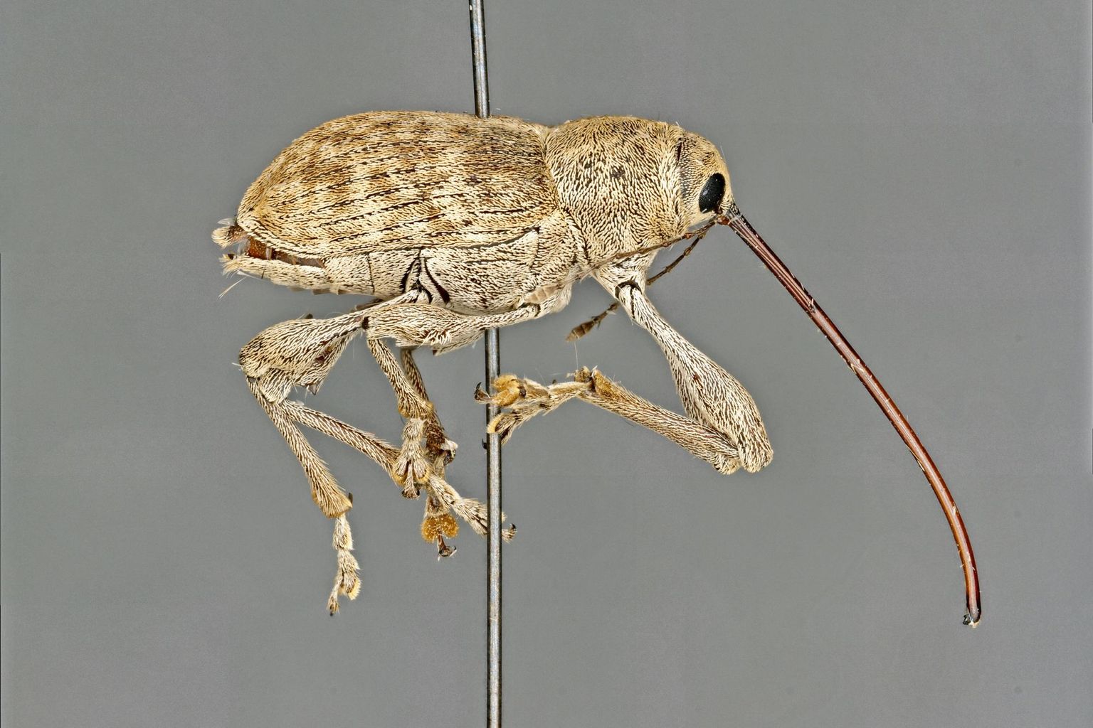Dieser Käfer vom kantonalen Naturhistorischen Museum in Lugano hat einen überlangen Rüssel, den die Männchen verwenden, um Schaukämpfe vor den Weibchen auszuführen. Wahr oder unwahr?