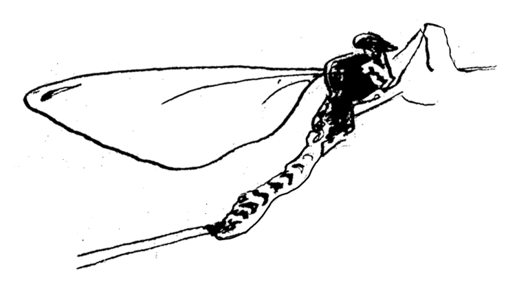 Illustration Biodiversität schwarzweiss Fliege