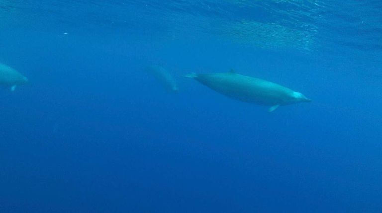 Baleine à bec de True (Mesoplodon mirus)