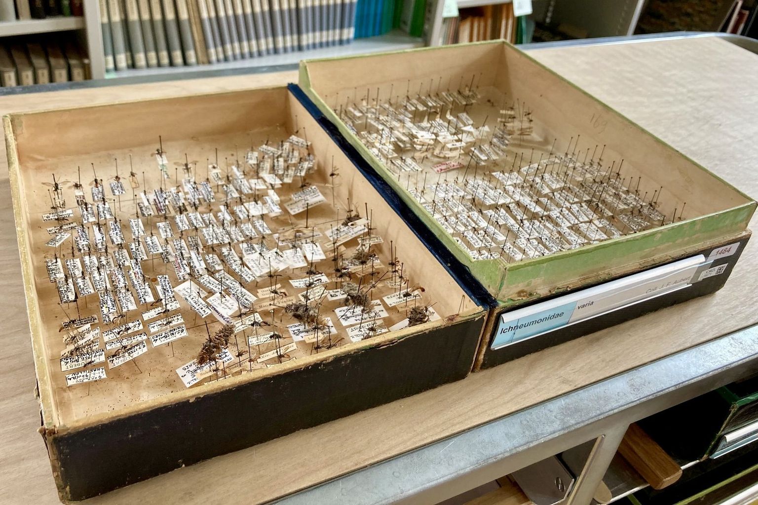 Les collections entomologiques suisses abritent de nombreuses espèces d’insectes encore inconnues.