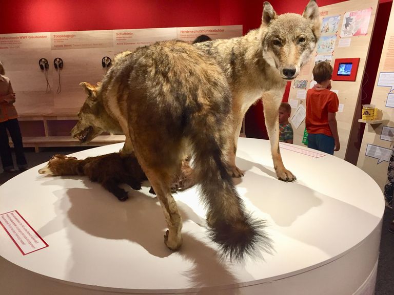 Ausstellung Wolf