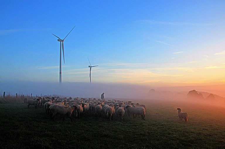 Sheep_Windmills