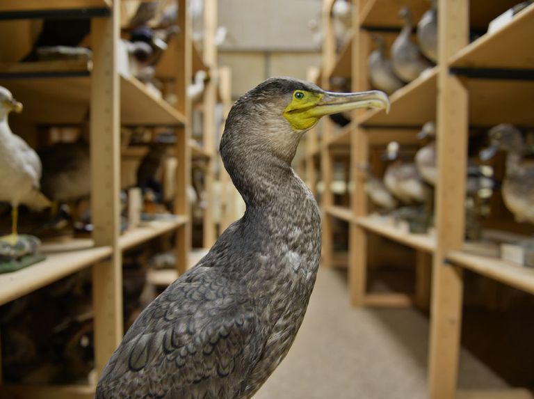 Vogelpräparat im Naturmuseum Solothurn