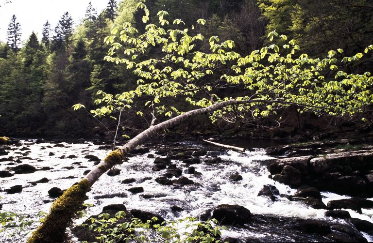 beech stream forest water