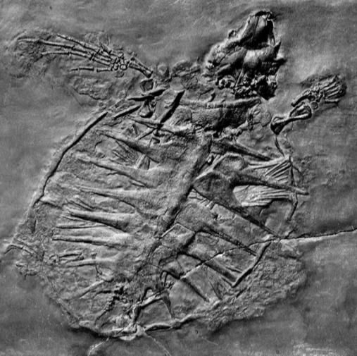 Glarichelys aus der Sammlung des Paläontologischen Instituts und Museums der Uni Zürich