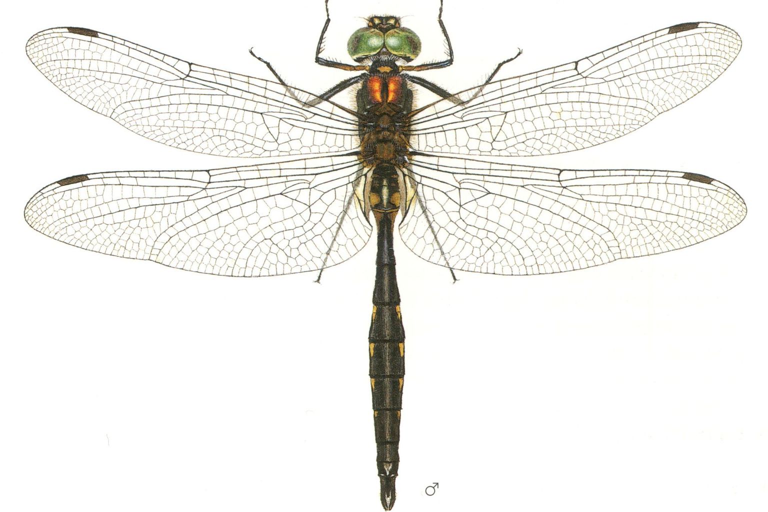 Gefleckte Smaragdlibelle (Somatochlora flavomaculata) - Libellenstudien von Paul-André Robert (1901–1977) - Würdigung des Künstlers in Fauna Helvetica, Band 12 (2005)