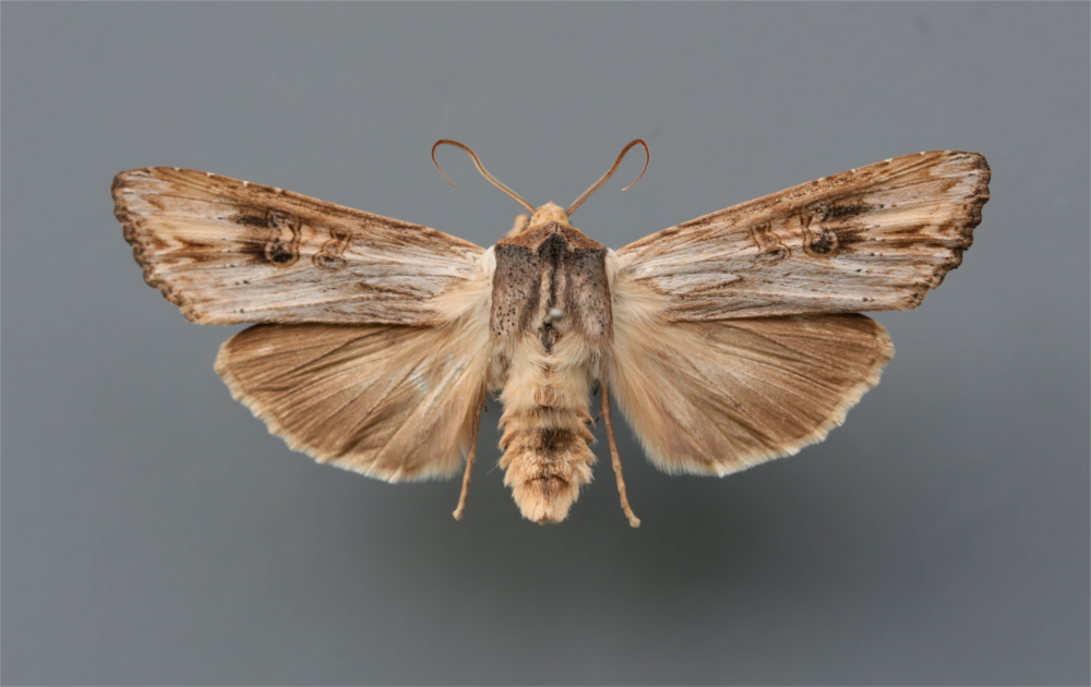 Ein Exemplar der Grauen Moderholzeule: Eines von rund 2,5 Millionen Insekten, die im Naturhistorischen Museum Bern aufbewahrt werden.