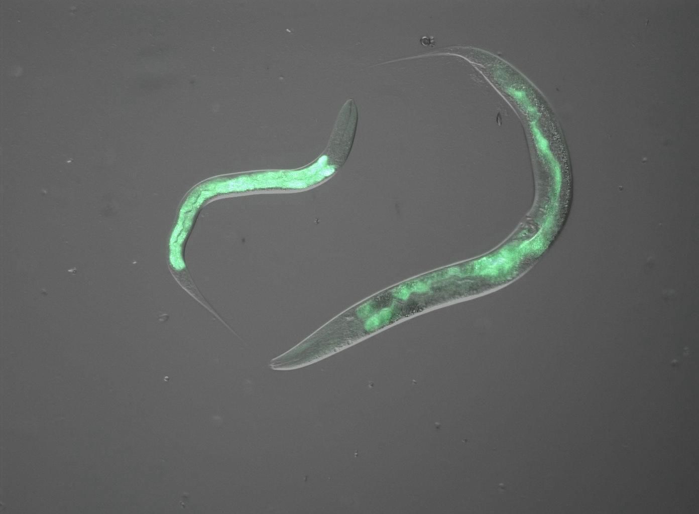 Using C. elegans instead of higher developed animals