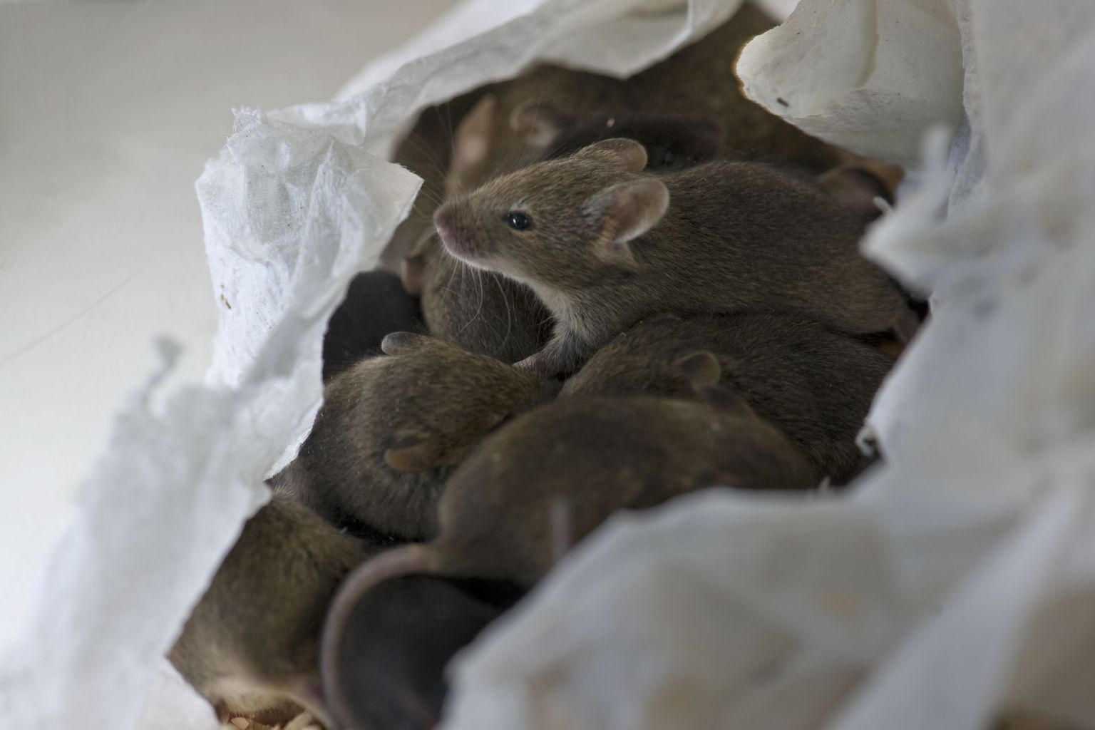 Portée de souris de laboratoire
