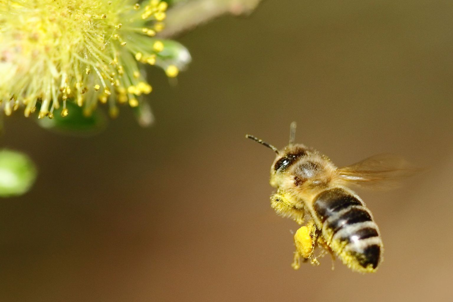 Bienensymposium Teaserbild