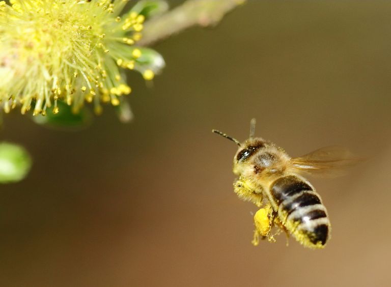 Bienensymposium Teaserbild