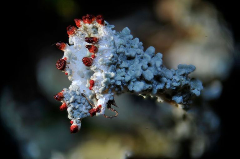 Gita licheni-botanica - Foto Alberto Spinelli (Cladonia coccifera ba