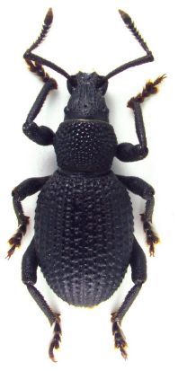 Otiorhynchus (Tecutinus) lefkaoriensis