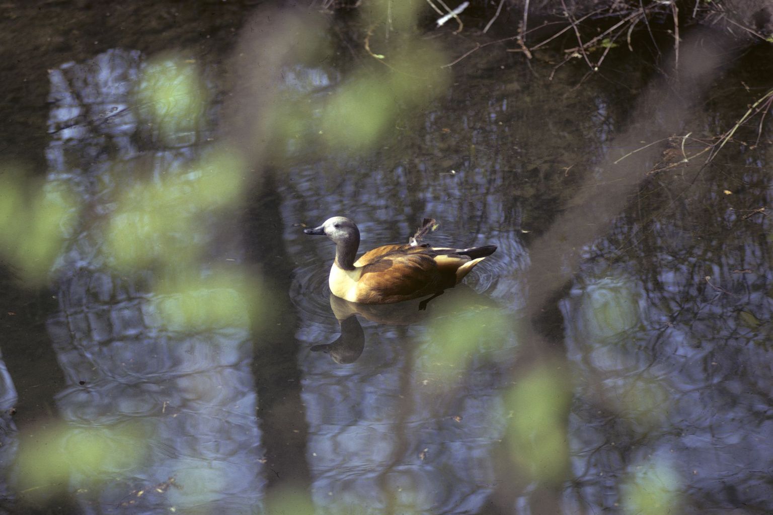duck animal lake waters