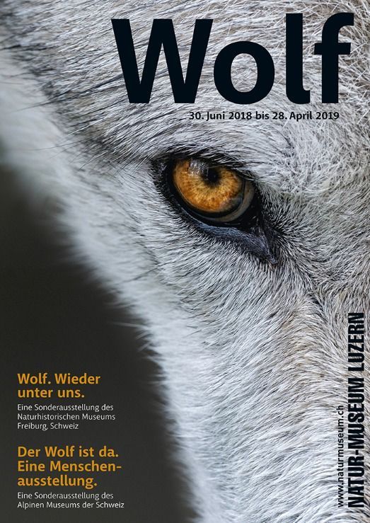 Wolf. Ausstellung Natur-Museum Luzern