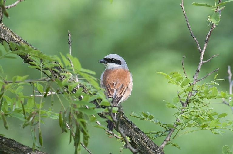 Teaser Ornithologische Exkursion Vögel im Waldbrandgebiet