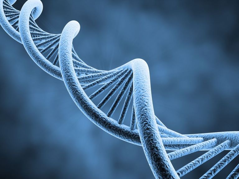 ADN et gènes