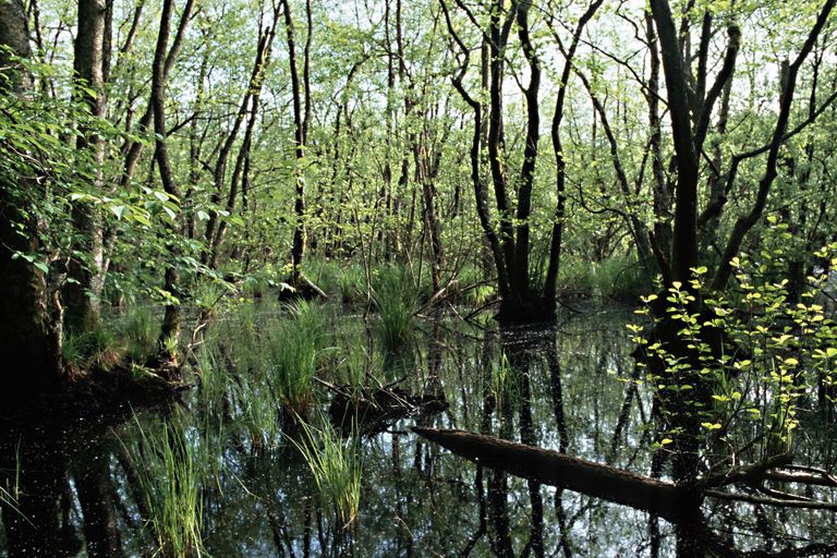 black alder forest swump water
