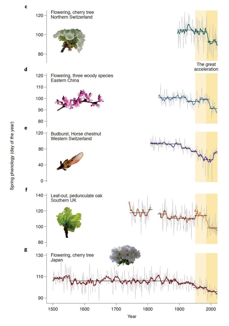 Figure legend : The five time series: c) Bloom onset of wild cherry trees in Liestal, BL (1894-2020), d) Bloom onset of three woody species in China (1834-2020), e) Leaf emergence data of a horse chestnut in Geneva (1808-2020), f) Leaf emergence of pedunculate oak in Great Britain of the Marsham family (dark orange; 1736-1958) and J. Combes (light orange; 1950-2020), g) Bloom onset of Yamazakura cherry trees in Kyoto, Japan (1500-2020). The left axis shows the day of the year when the tree buds burst or bloom. The grey thin lines represent interannual variability, thick lines are 10-year moving averages. Figure: Yann Vitasse (WSL)