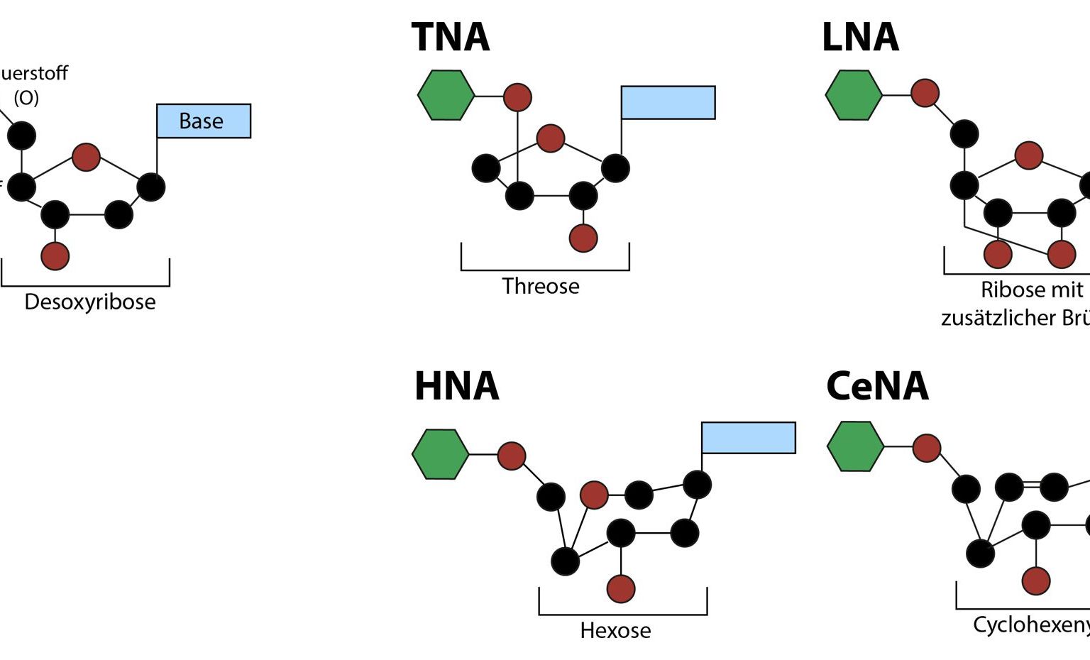 Xenobiologie: Einige Beispiele von XNAs – neuen Formen von Nukleinsäuren als Alternativen zur DNA. Häufig wird dabei die Desoxyribose durch ein anderes Zuckermolekül ersetzt.