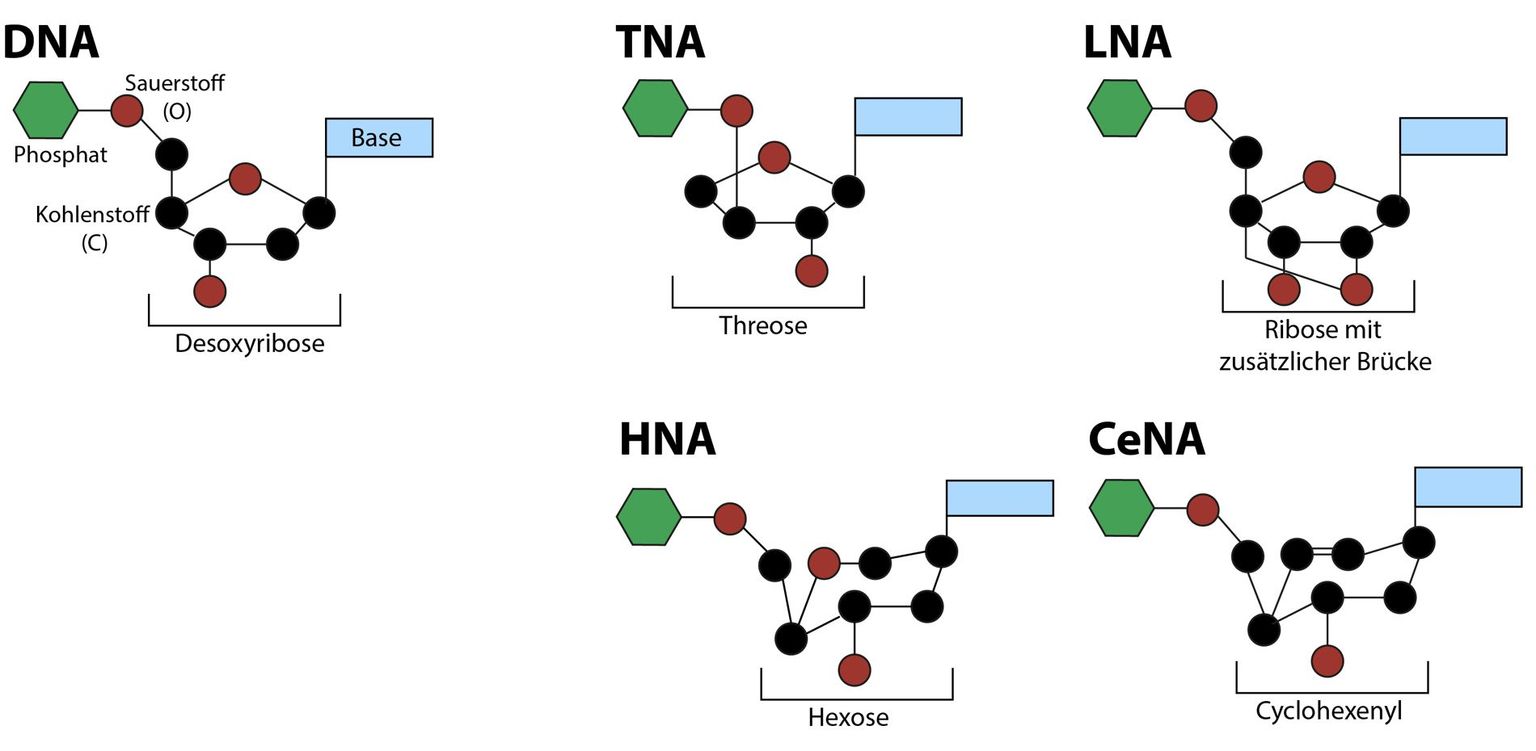Xenobiologie: Einige Beispiele von XNAs – neuen Formen von Nukleinsäuren als Alternativen zur DNA. Häufig wird dabei die Desoxyribose durch ein anderes Zuckermolekül ersetzt.