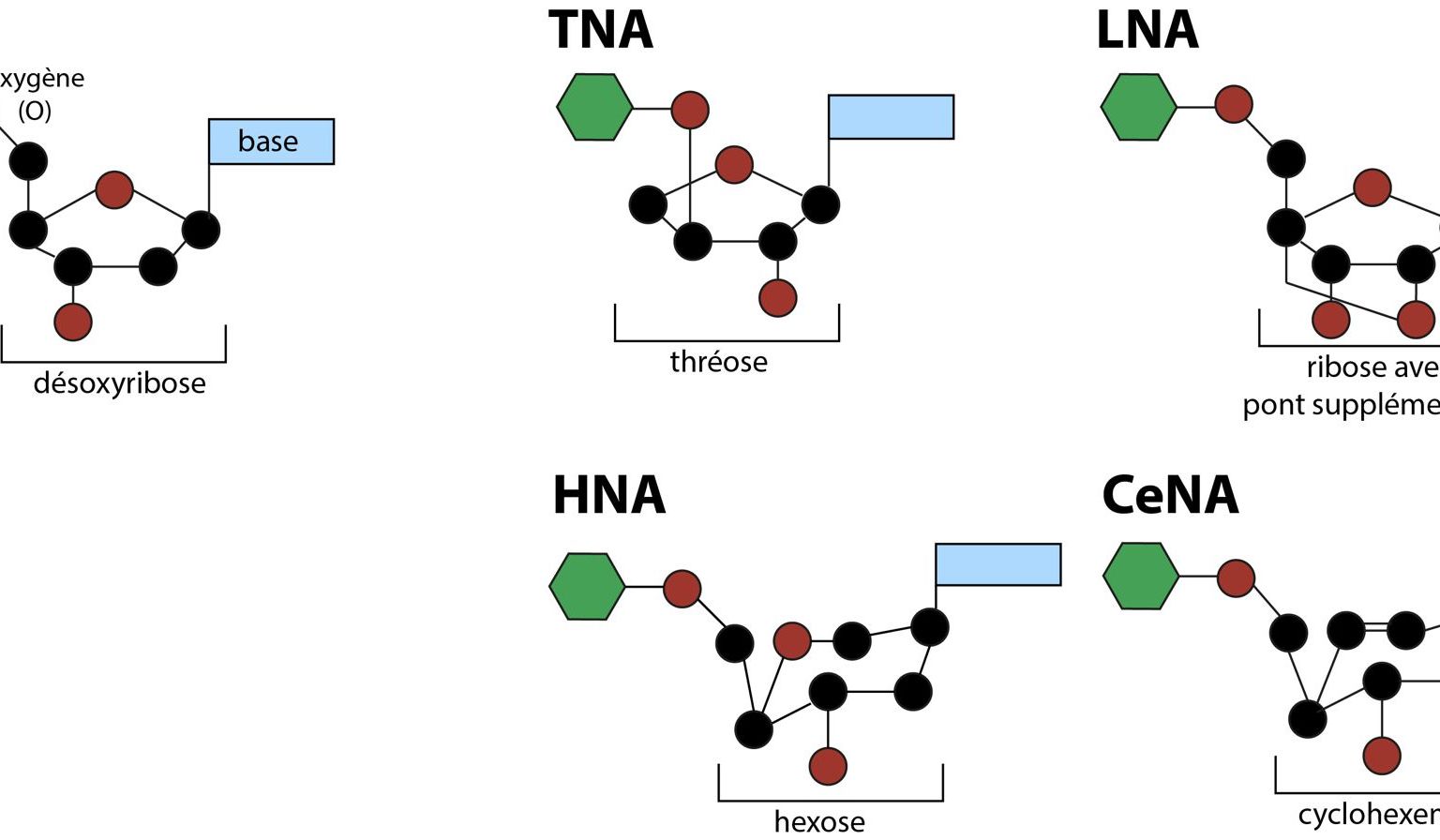 Xénobiologie: Quelques exemples de XNAs – nouvelles formes d’acides nucléiques constituant des alternatives à l’ADN. Le désoxyribose est souvent remplacé par un autre type de sucre.