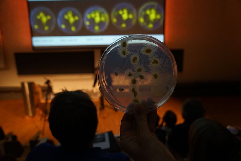 Slime mold – Festival Science on Stage Switzerland 2021