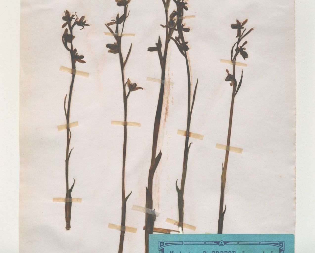 Buch «Die Naturforschenden»: Orchideen aus Stüsslingen, mit denen der Dorfschullehrer Bangerter 1915 die Korrespondenz mit Probst eröffnete.