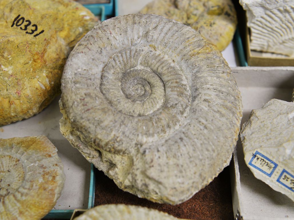 Ammonit in der Sammlung des Naturmuseum Solothurn