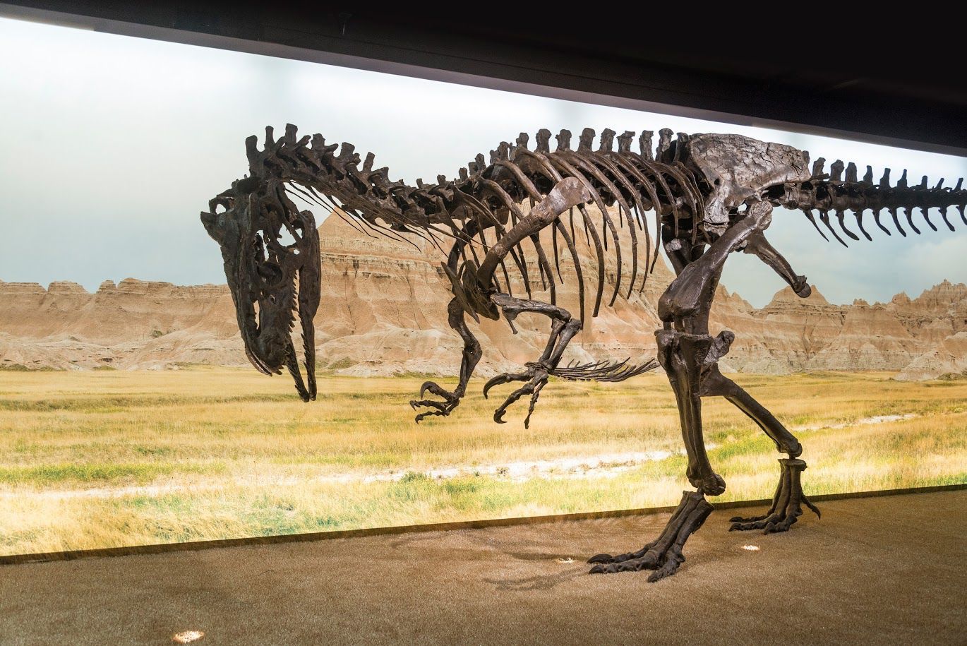Dinosaure au Muséum d'histoire naturelle de la ville de Genève