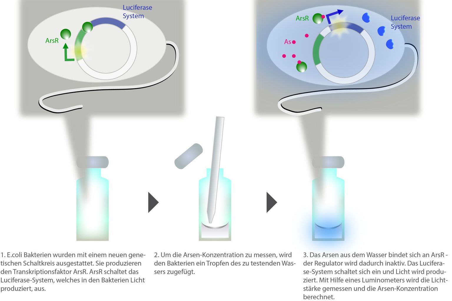 Biosensoren: Nachweis von Arsen im Trinkwasser.