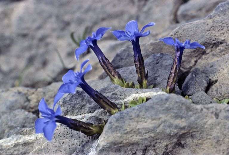 fleurs de montagne gentiane de bavière gentiana bavarica