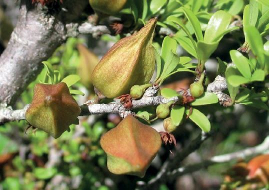 Capurodendron sahafariense